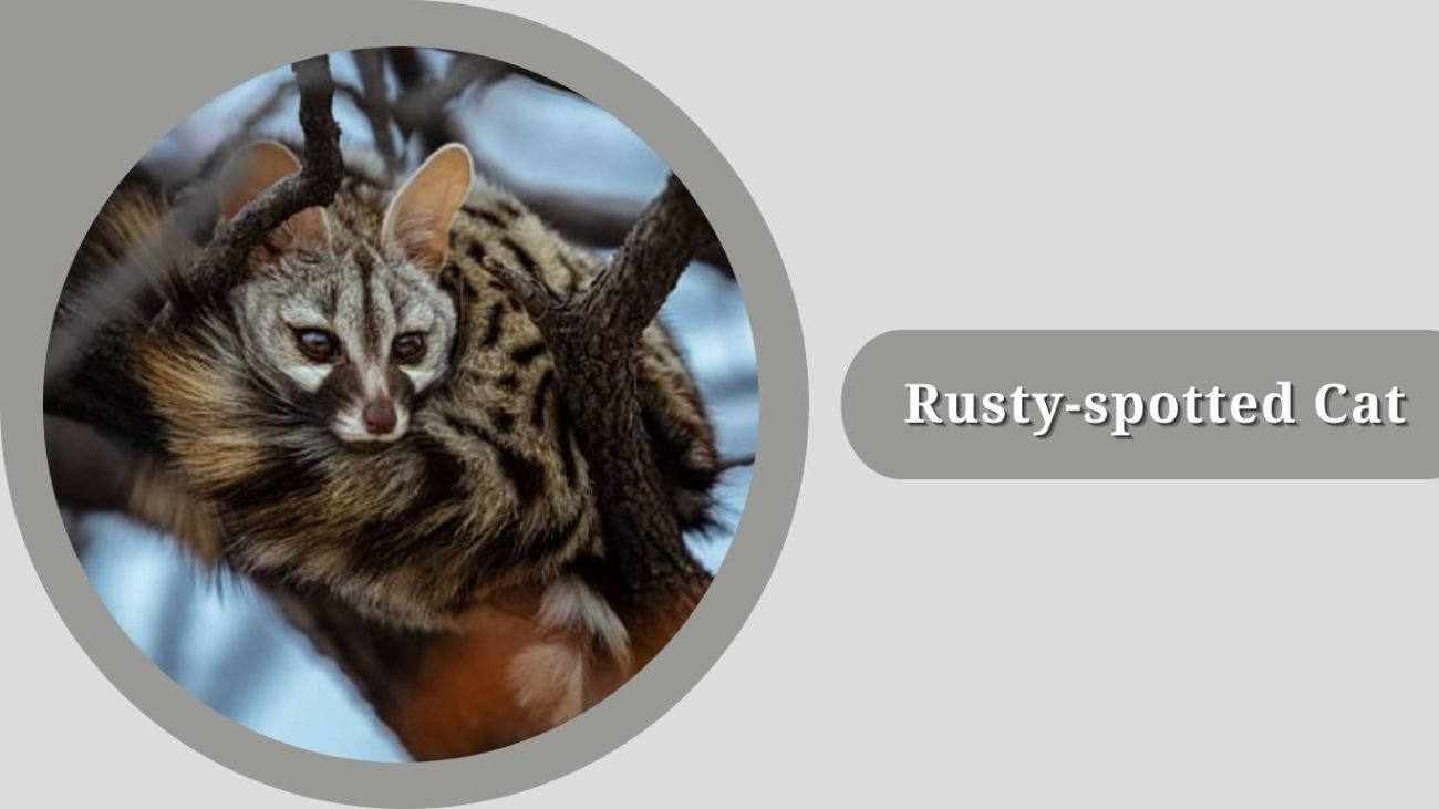 Rusty-spotted Cat 