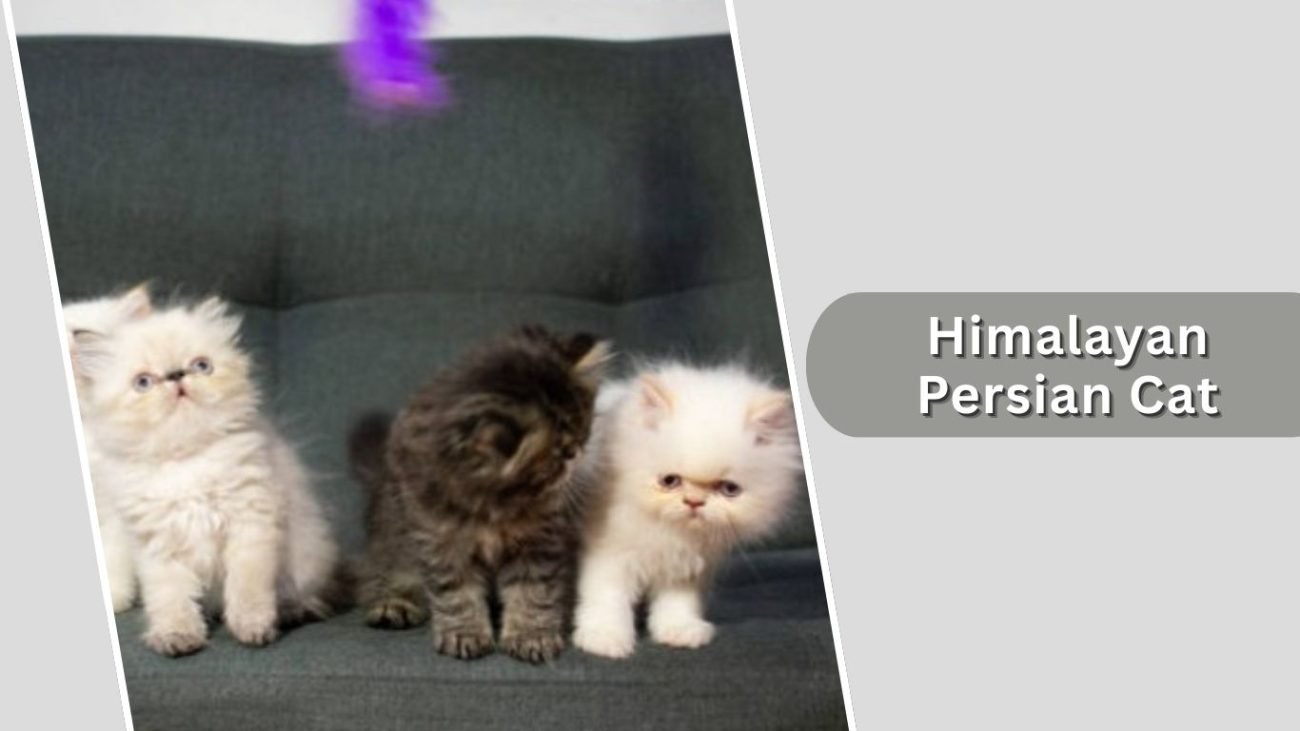 Himalayan Persian Cat