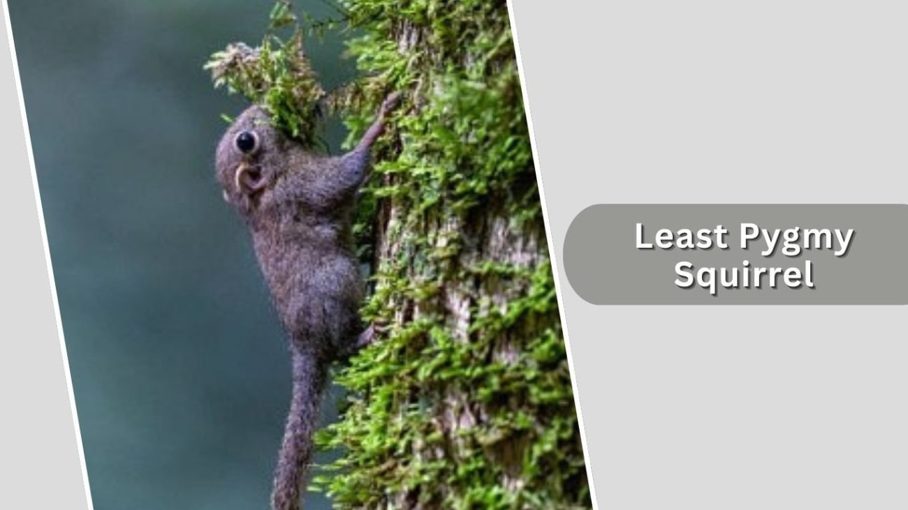 Least Pygmy Squirrel Least Pygmy Squirrel