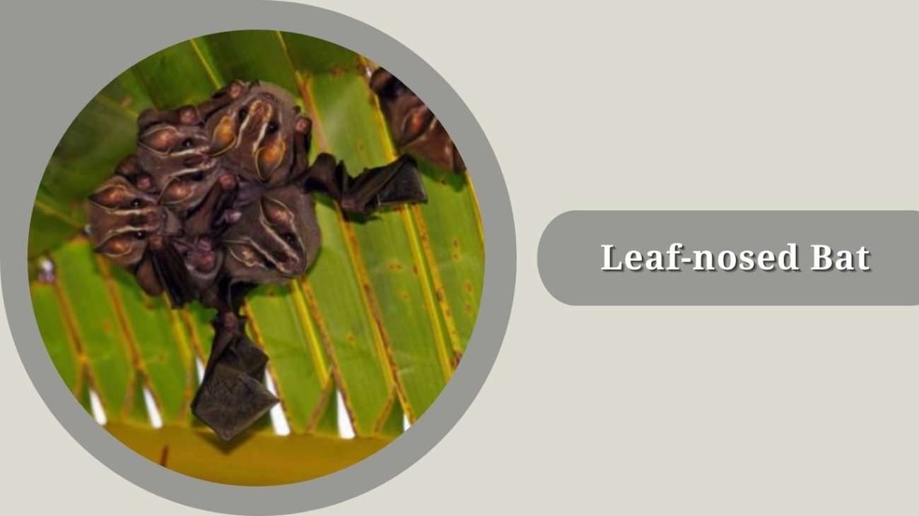 Leaf-nosed Bat