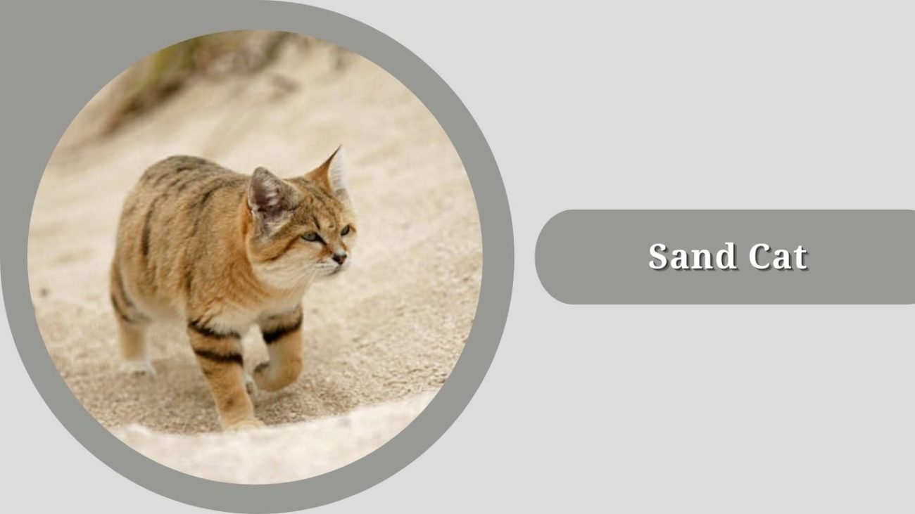 Sand Cat