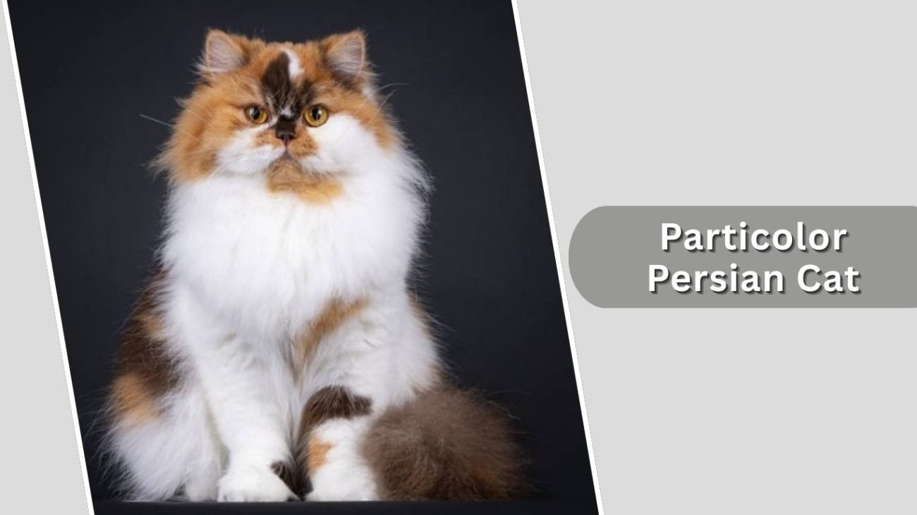 Particolor Persian Cat