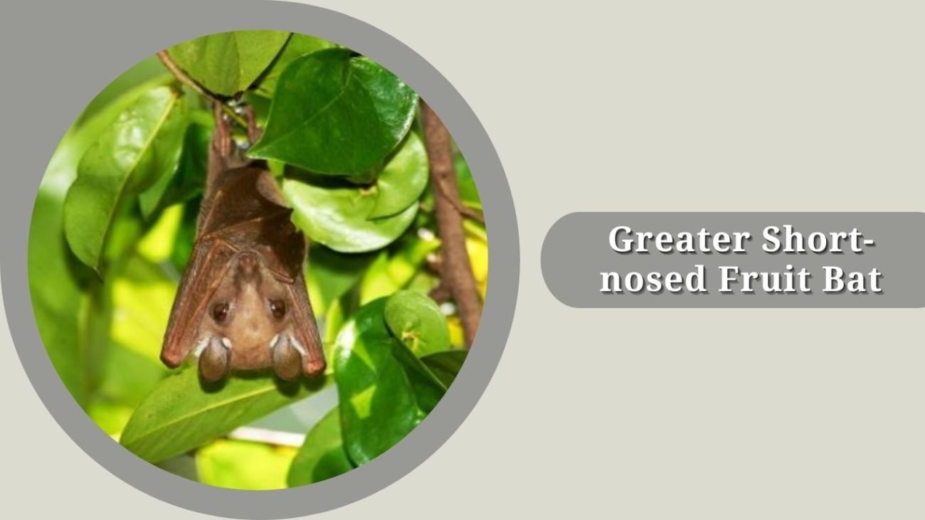 Greater Short-nosed Fruit Bat