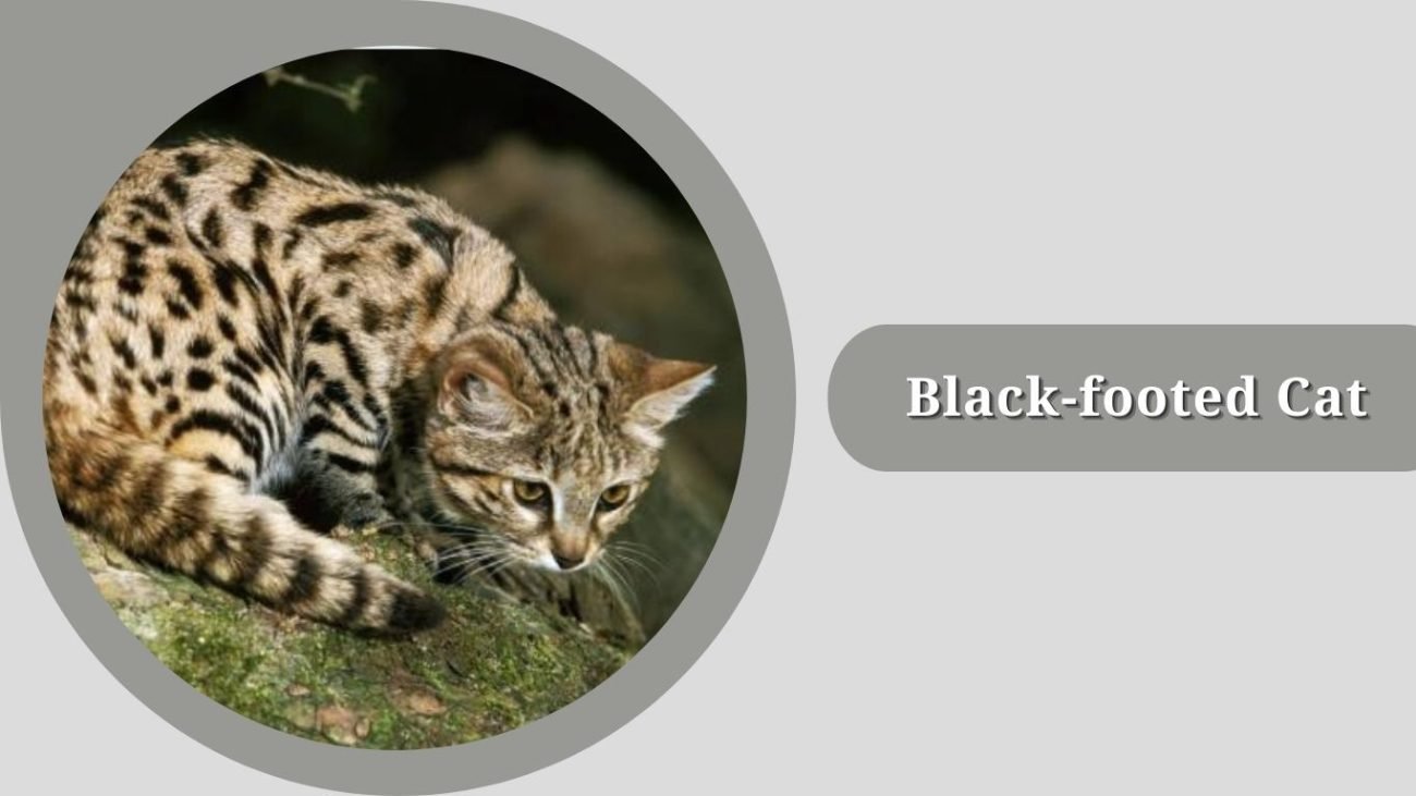 Black-footed Cat