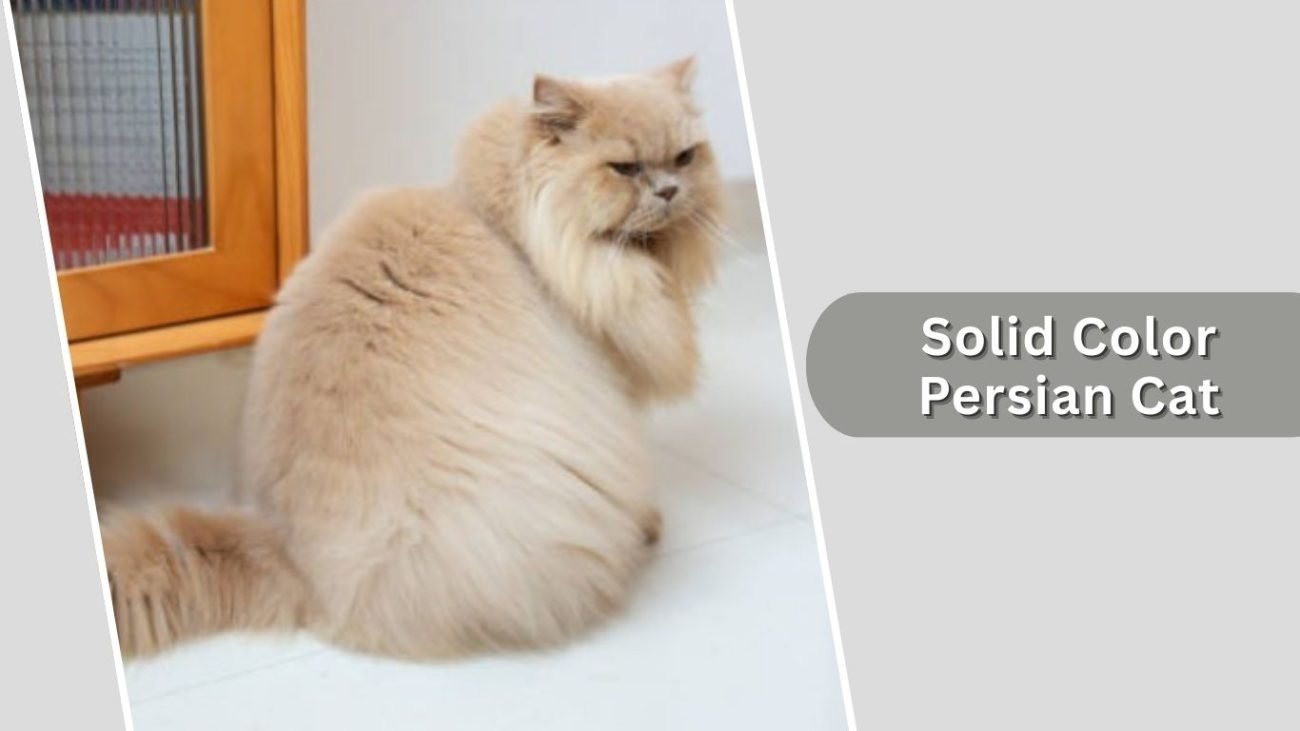 Solid Color Persian Cat
