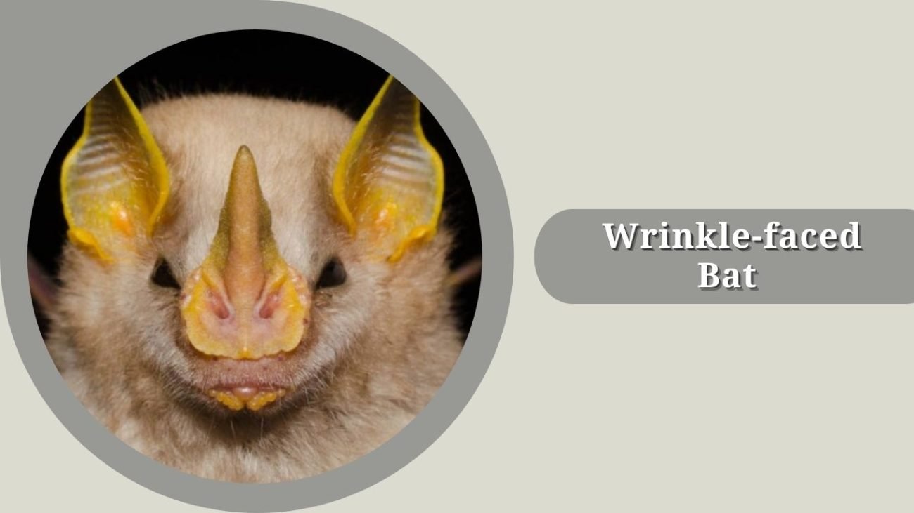 Wrinkle-faced Bat