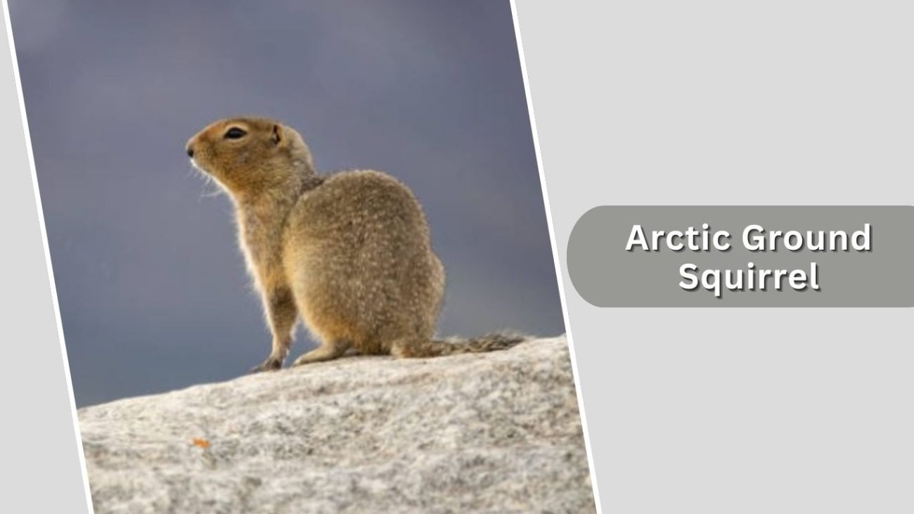 Arctic Ground Squirrel Arctic Ground Squirrel