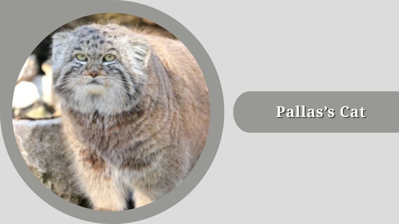 Pallas’s Cat 
