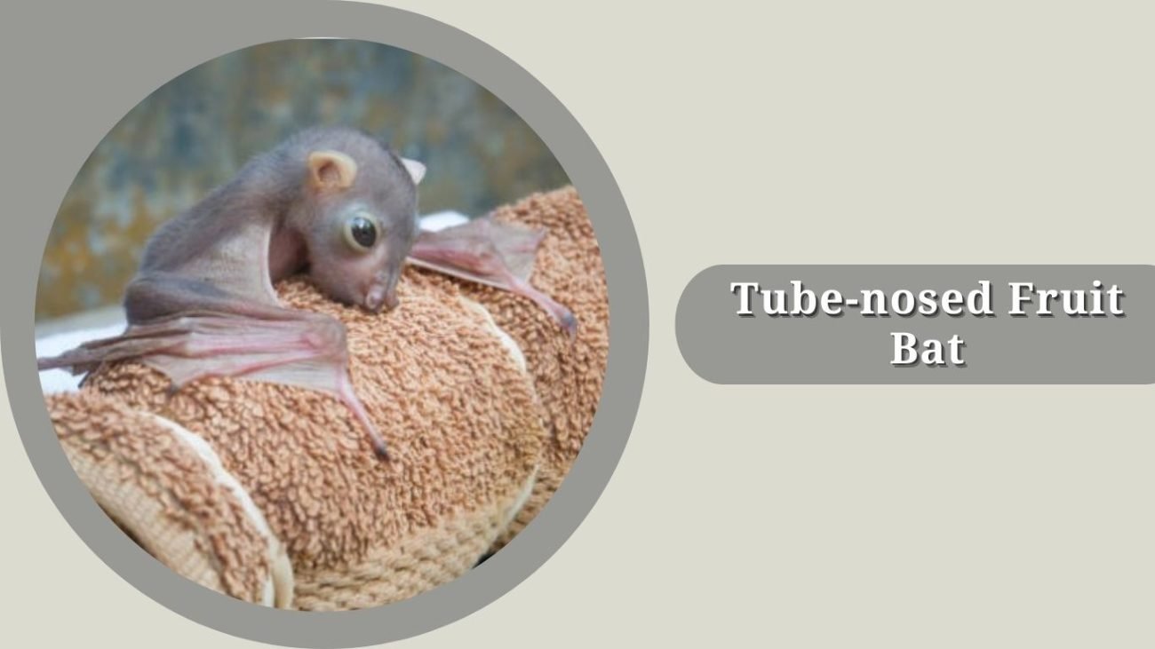 Tube-nosed Fruit Bat