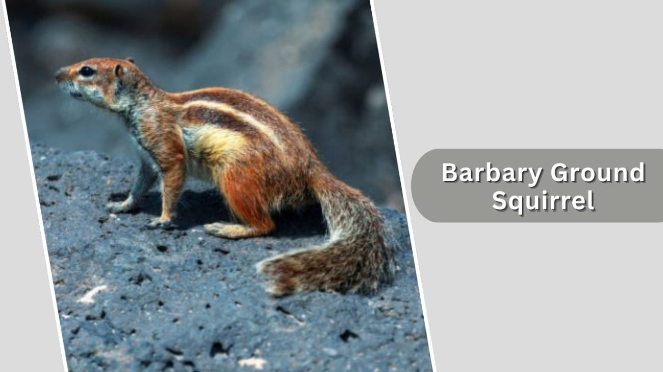 Barbary Ground Squirrel Barbary Ground Squirrel