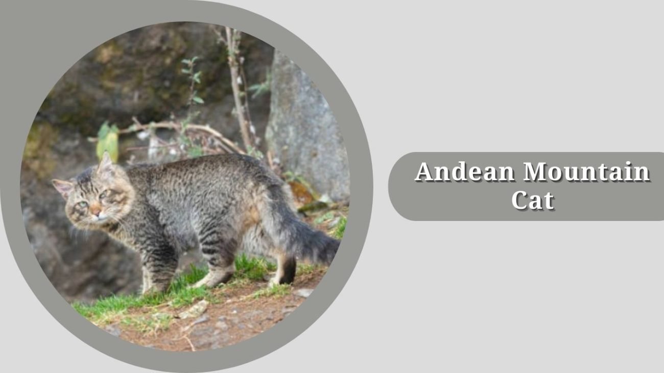 Andean Mountain Cat 