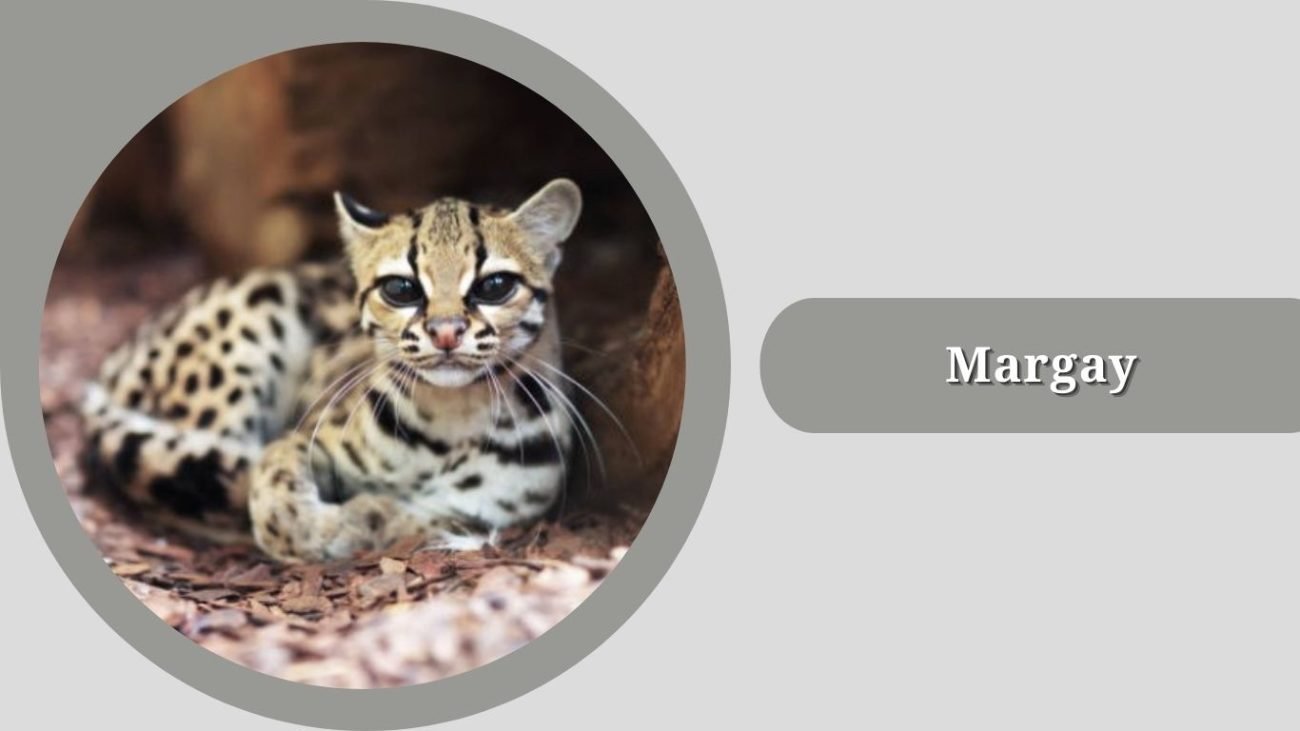  Margay
