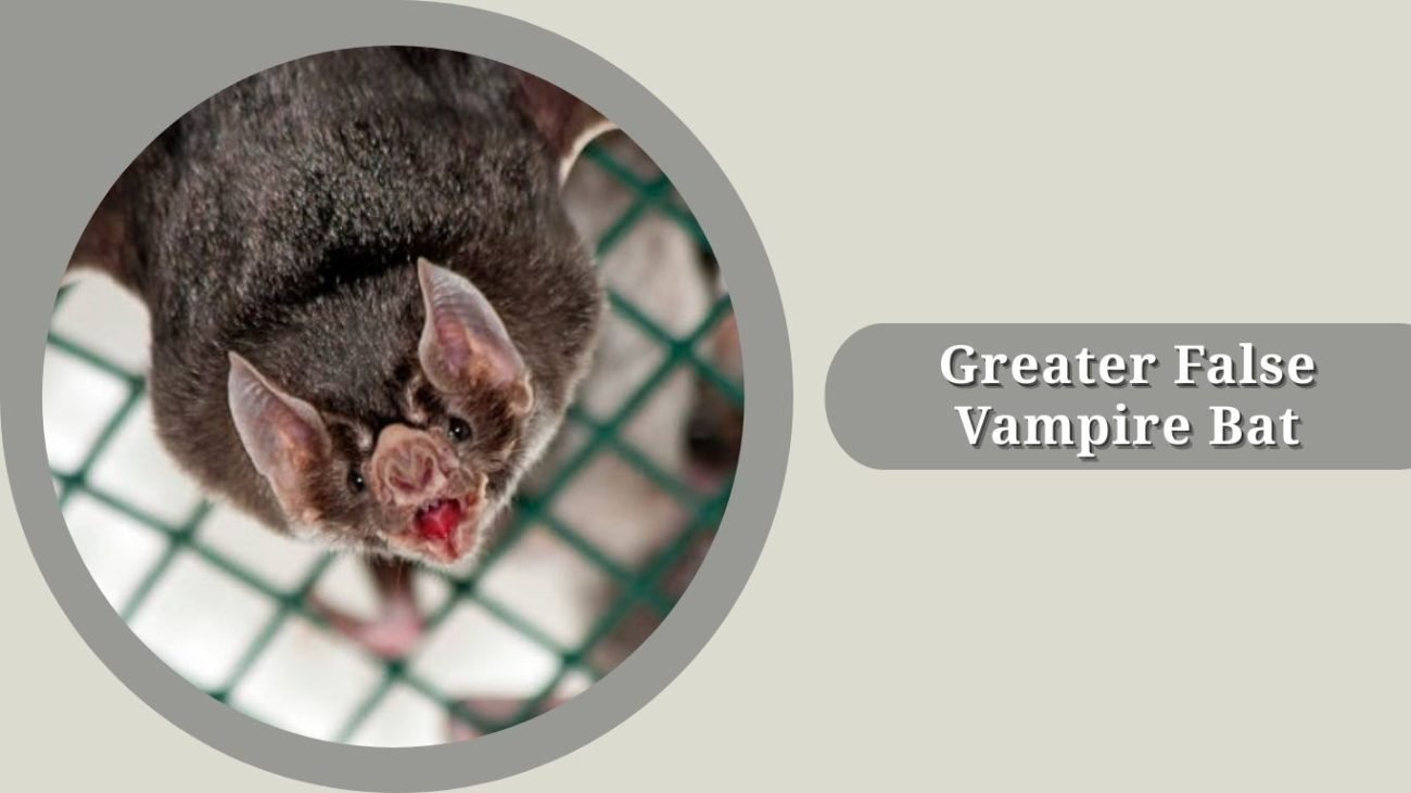 Greater False Vampire Bat
