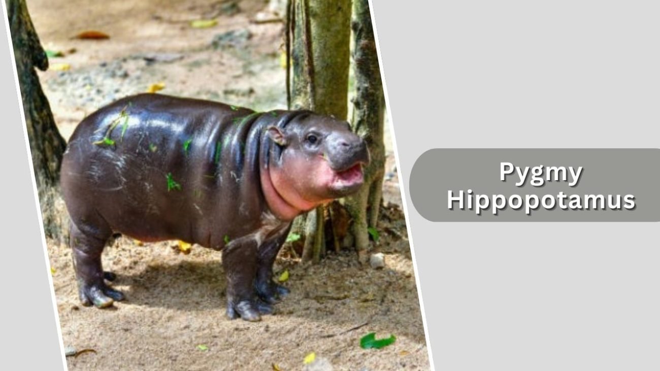 Pygmy Hippopotamus
