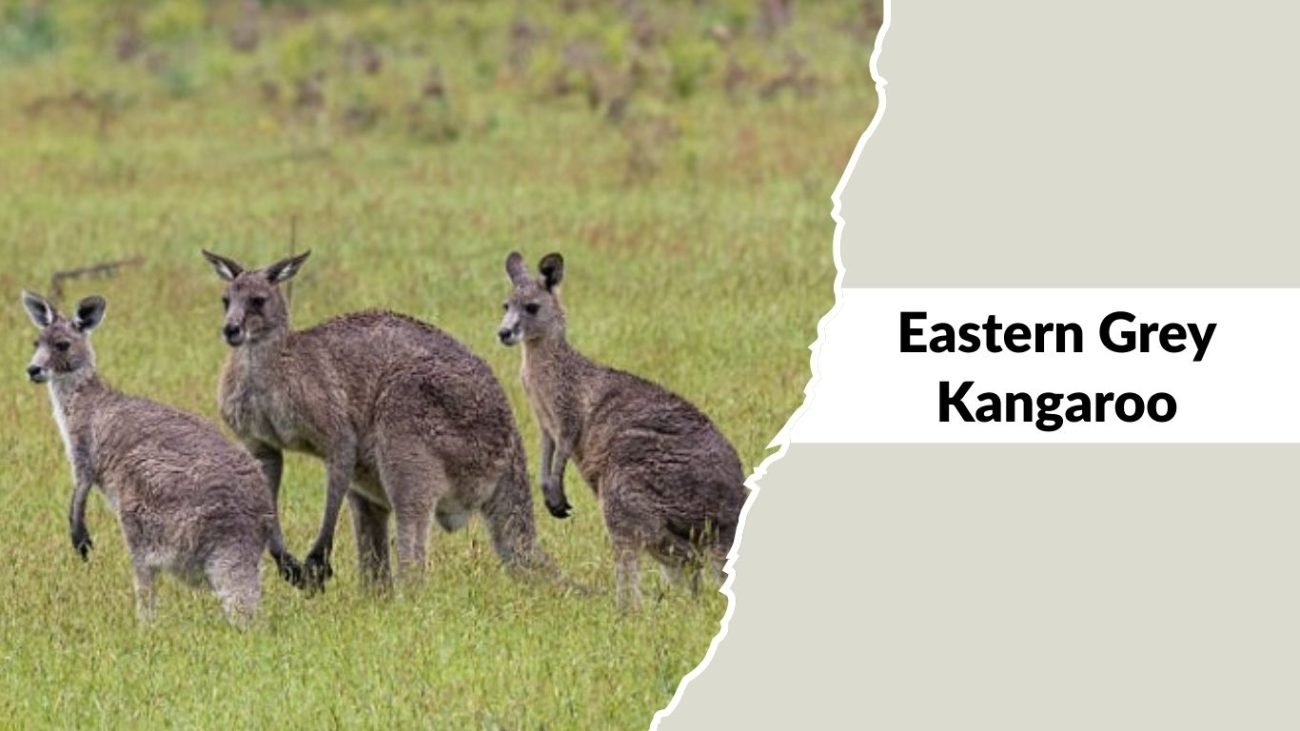 21 Types of Kangaroos: Different Species Identification with Pictures