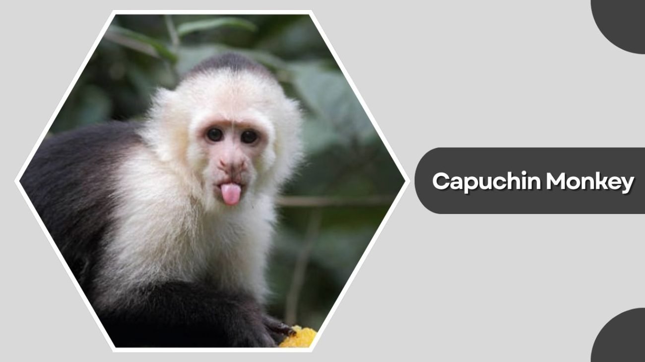 Capuchin Monkey
