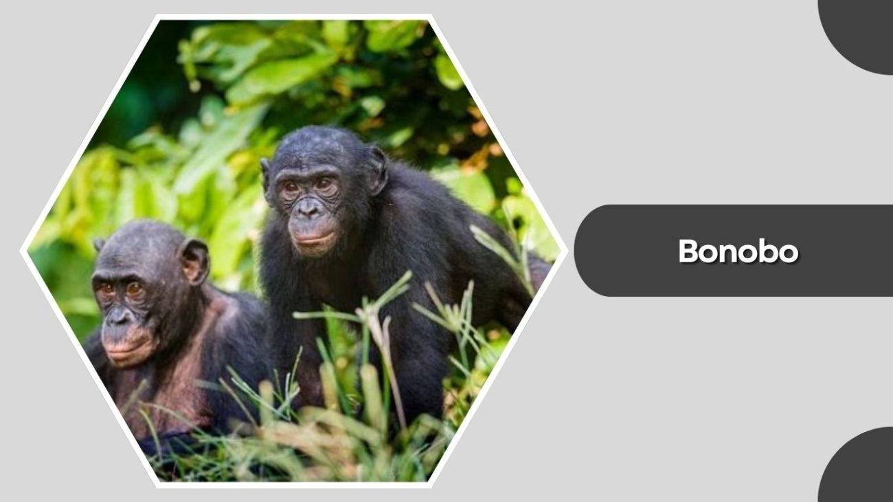 Bonobo