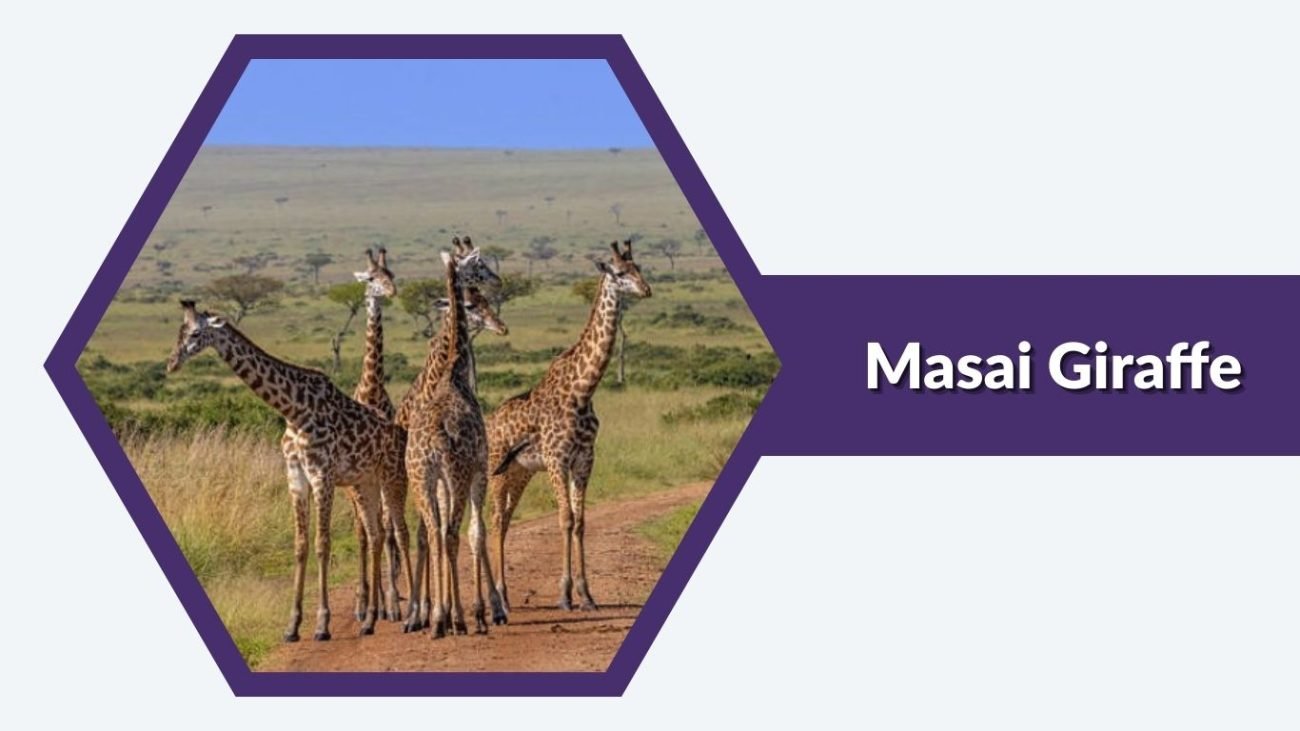Masai Giraffe Masai Giraffe
