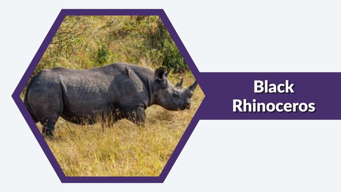 Black Rhinoceros Black Rhinoceros