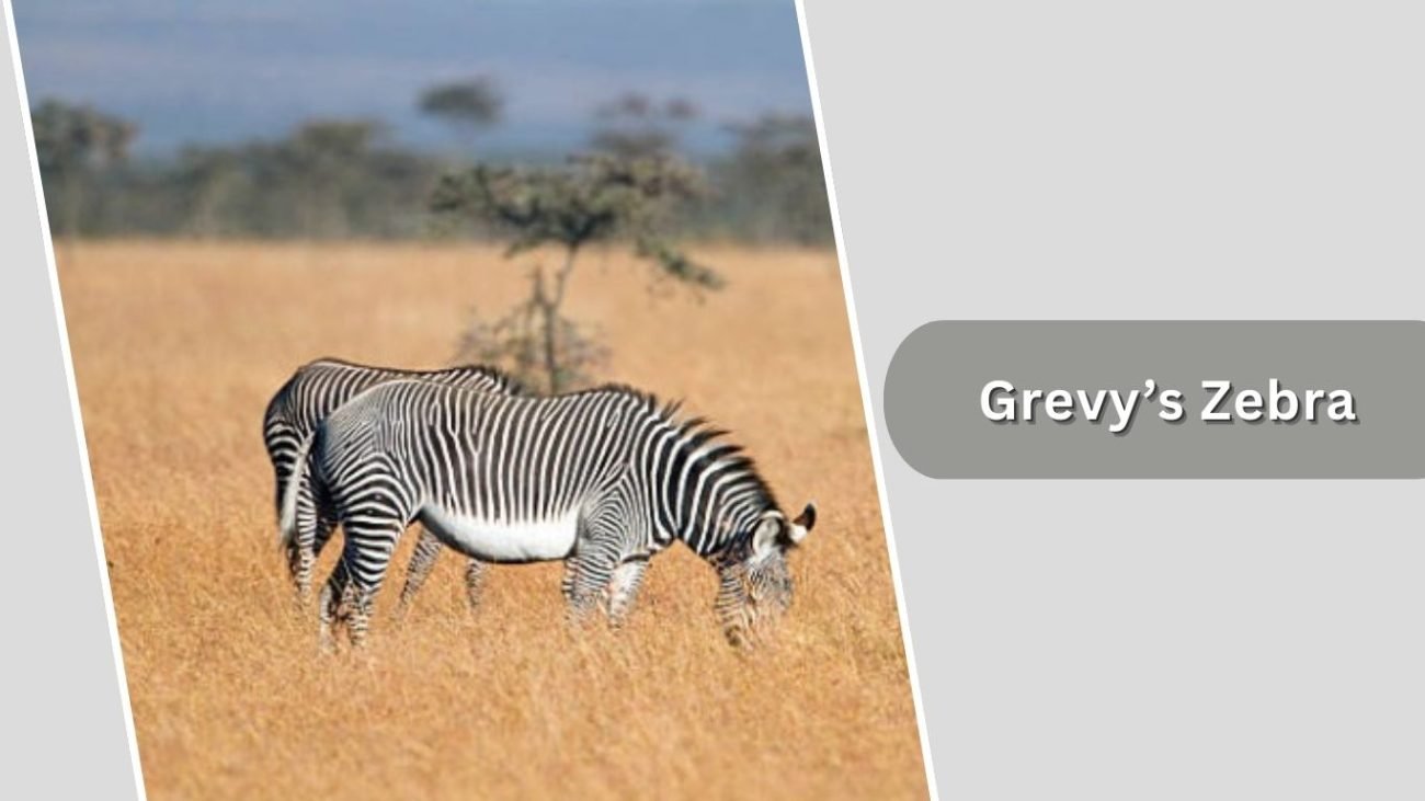 Grevy’s Zebra Grevy’s Zebra