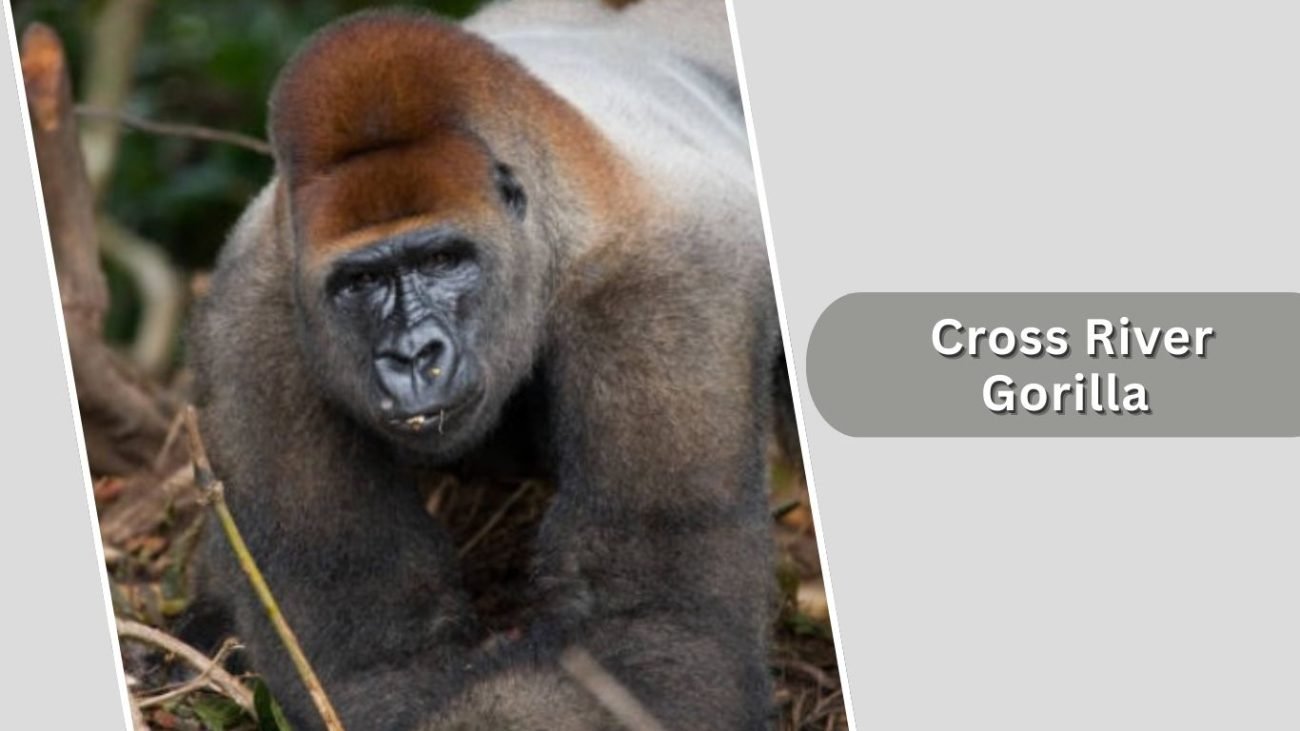Cross River Gorilla