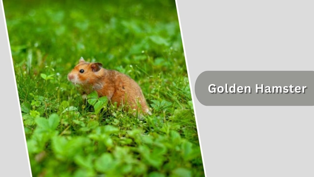 Golden Hamster Golden Hamster