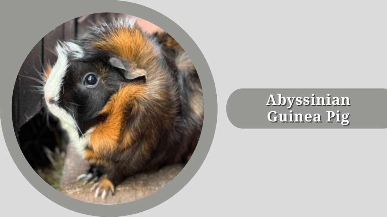 Abyssinian Guinea Pig Abyssinian Guinea Pig