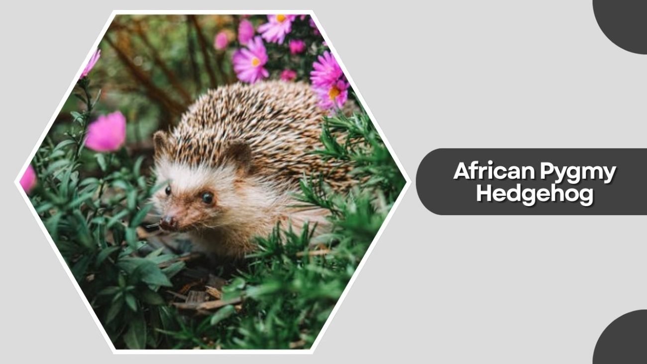 African Pygmy Hedgehog African Pygmy Hedgehog