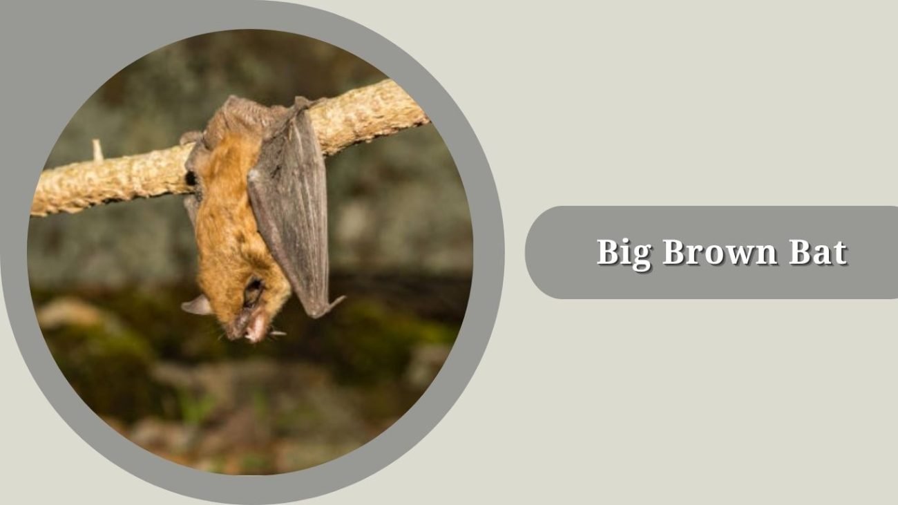 Big Brown Bat 