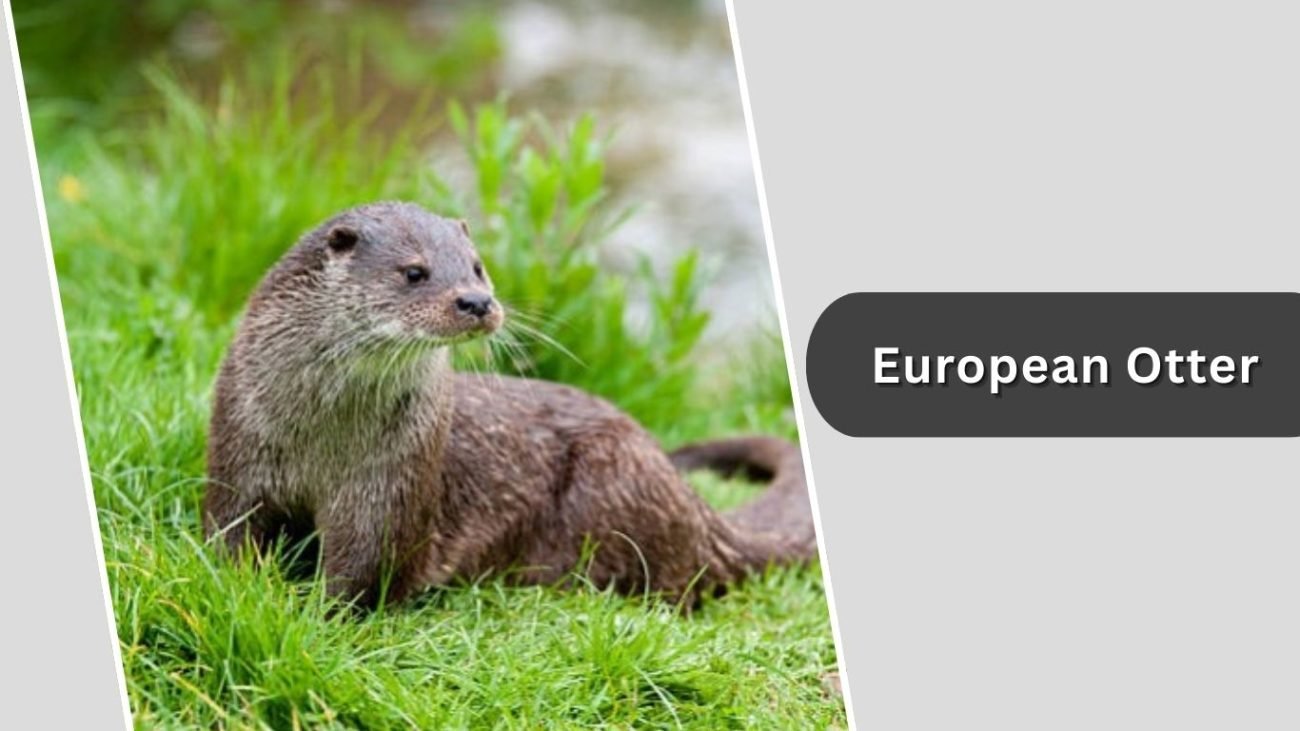 European Otter