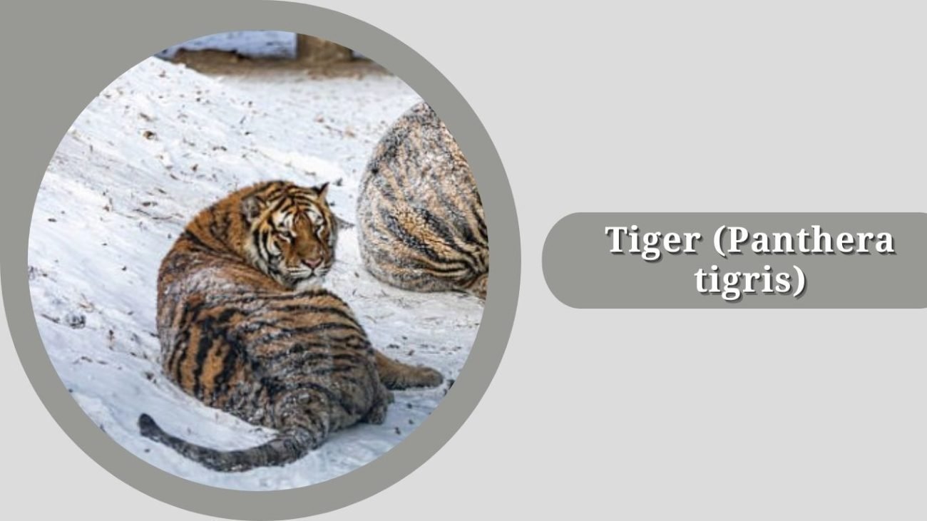 Tiger (Panthera tigris)