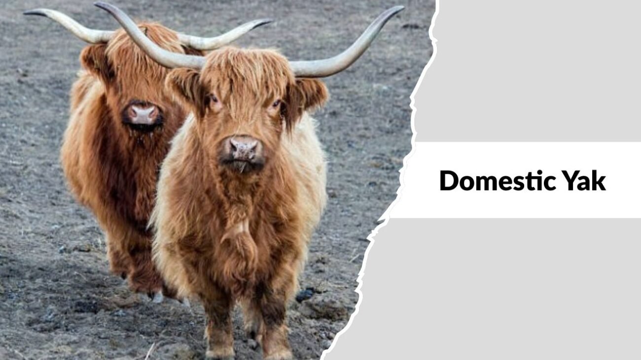 Wild Yak