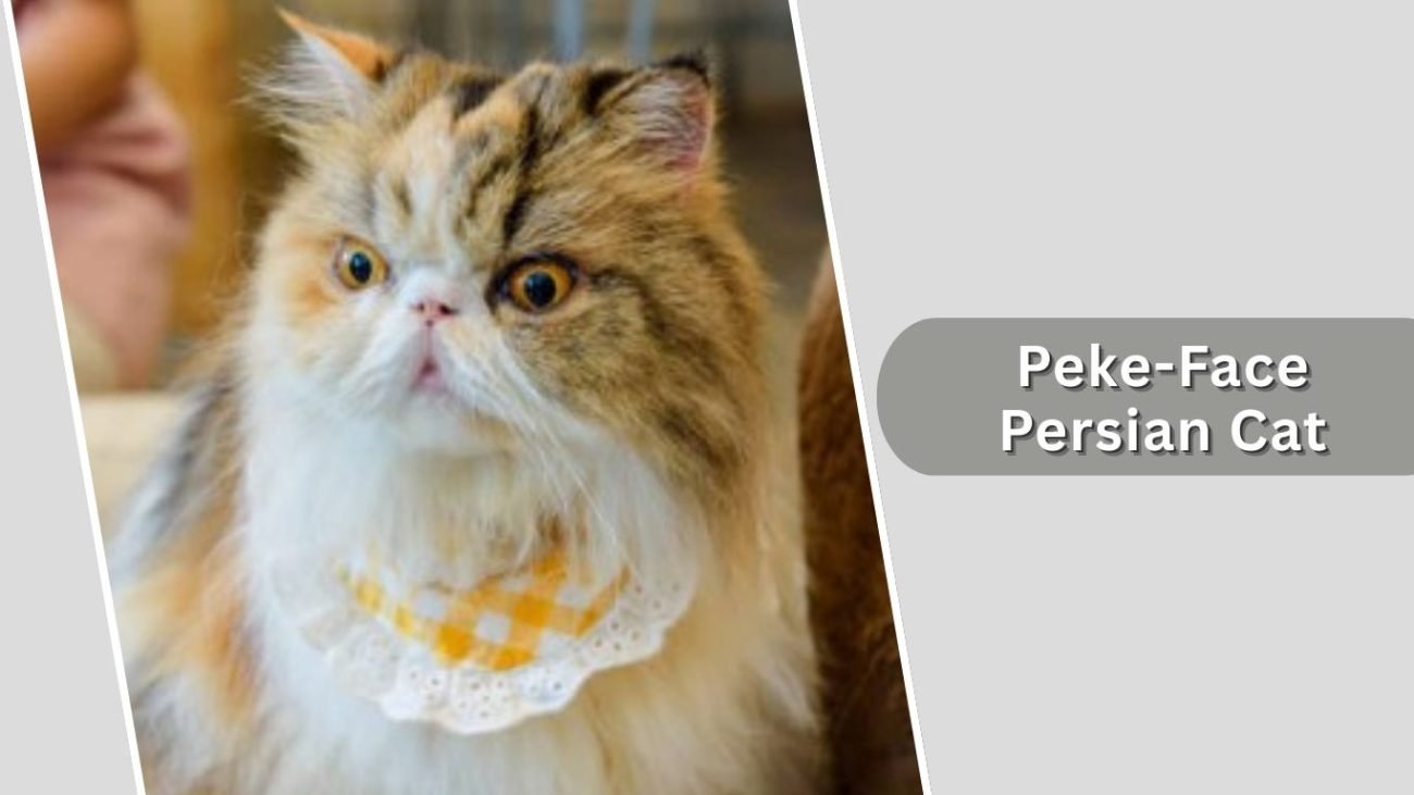 Peke-Face Persian Cat