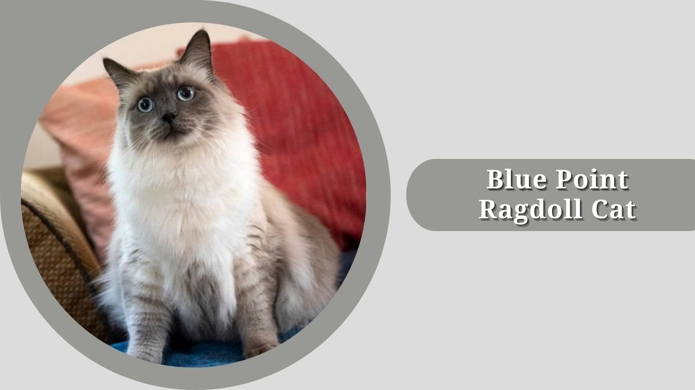 15 Types of Ragdoll cats: Species Identification with Pictures