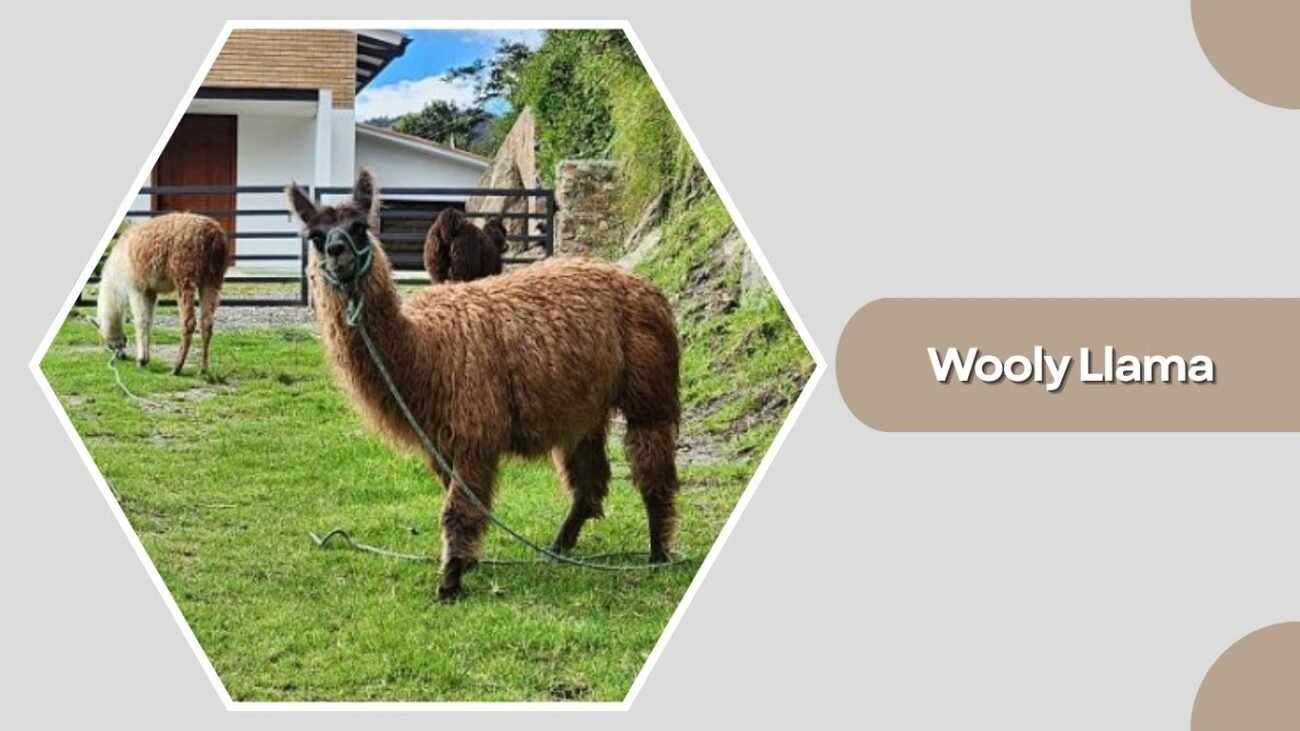 Wooly Llama