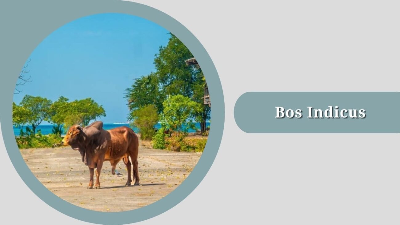 Bos Indicus