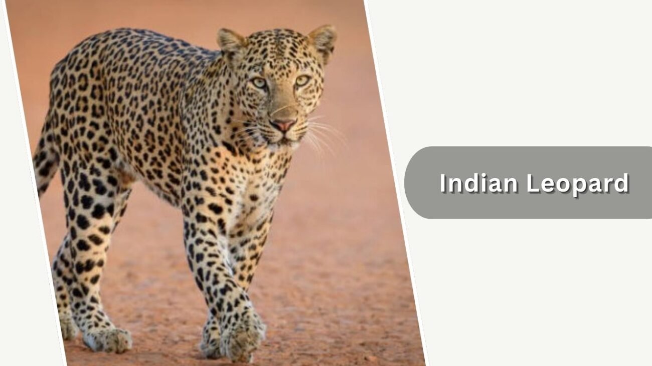 Indian Leopard