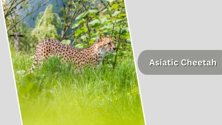 5 Types of Cheetahs: Unique Subspecies Across Africa and Asia