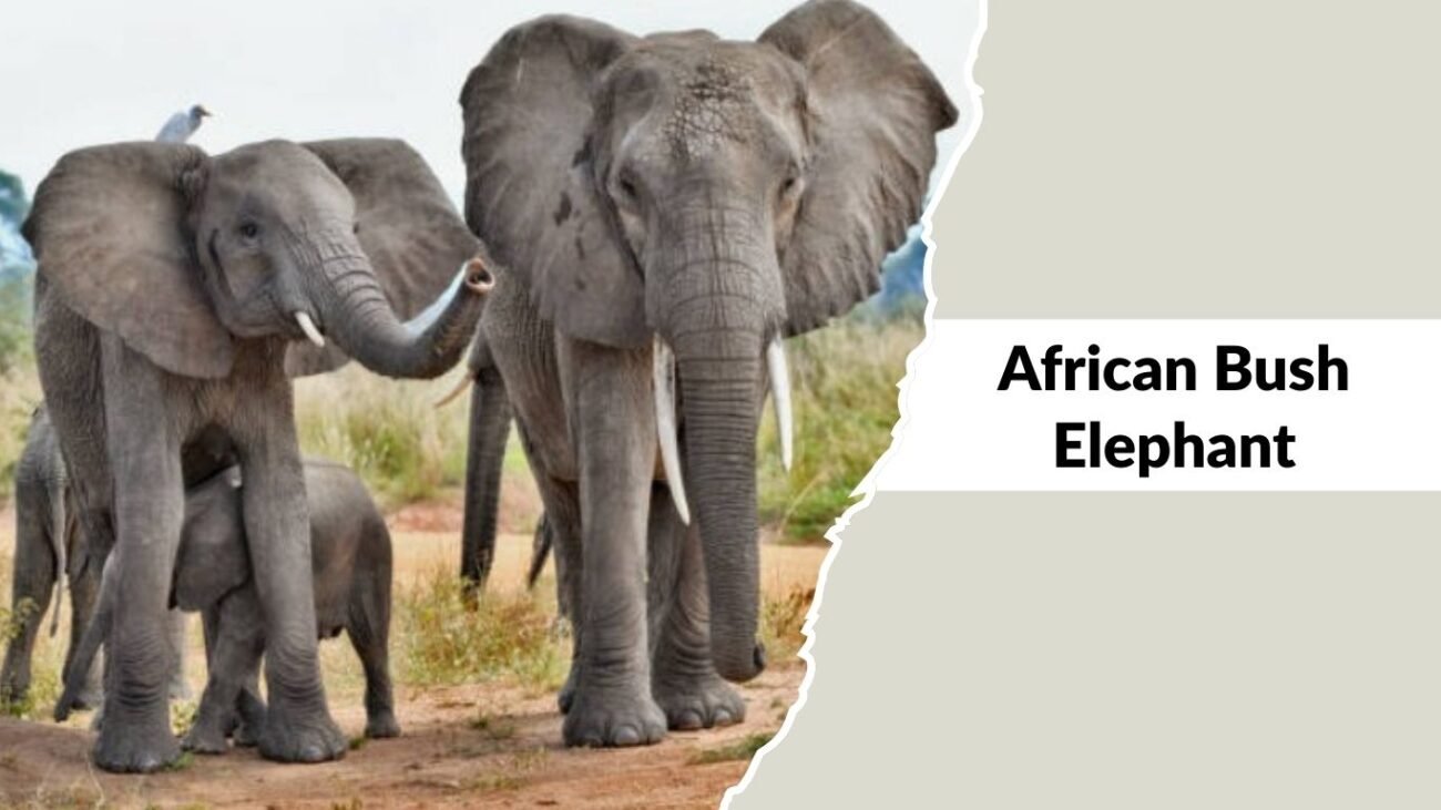 African Bush Elephant