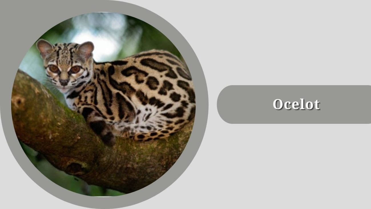 Ocelot