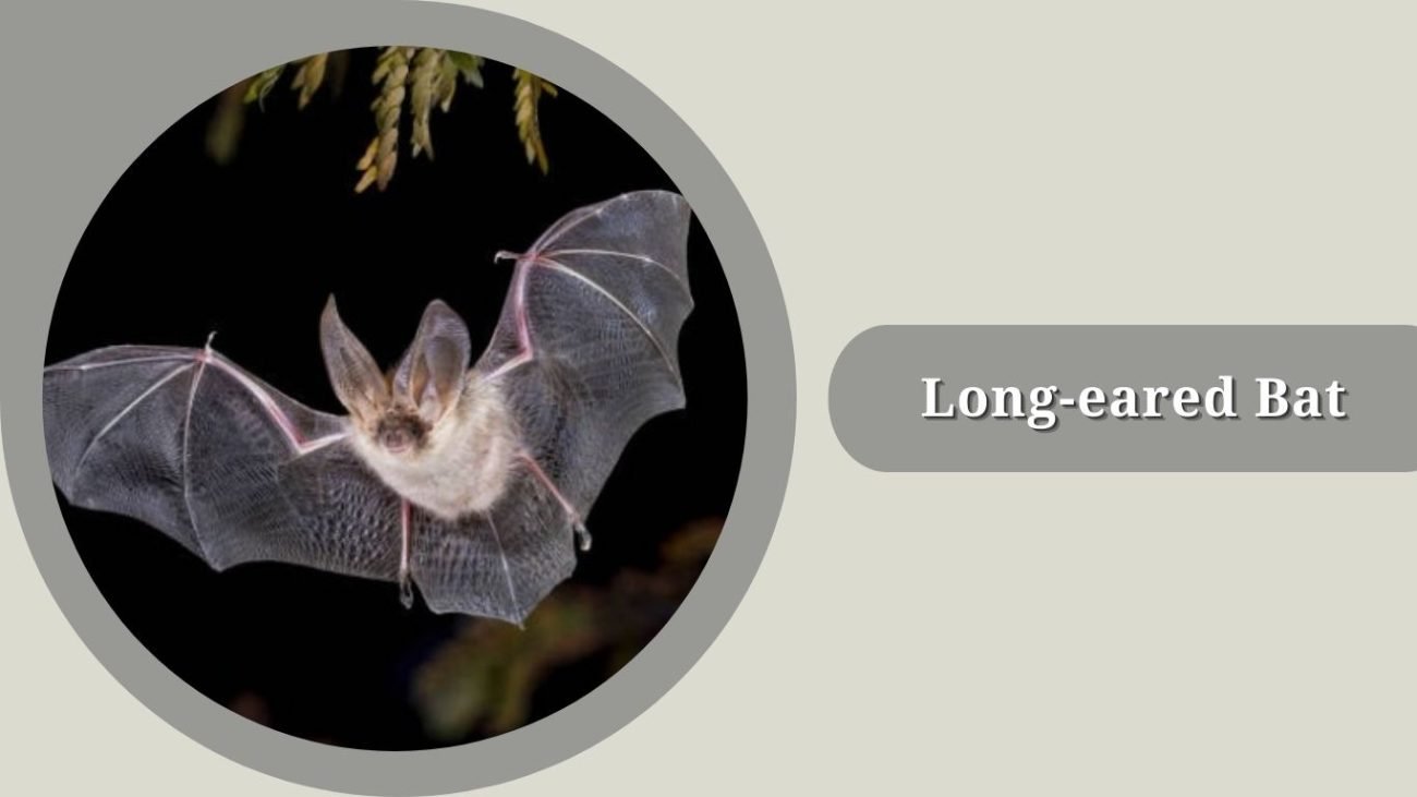 Long-eared Bat