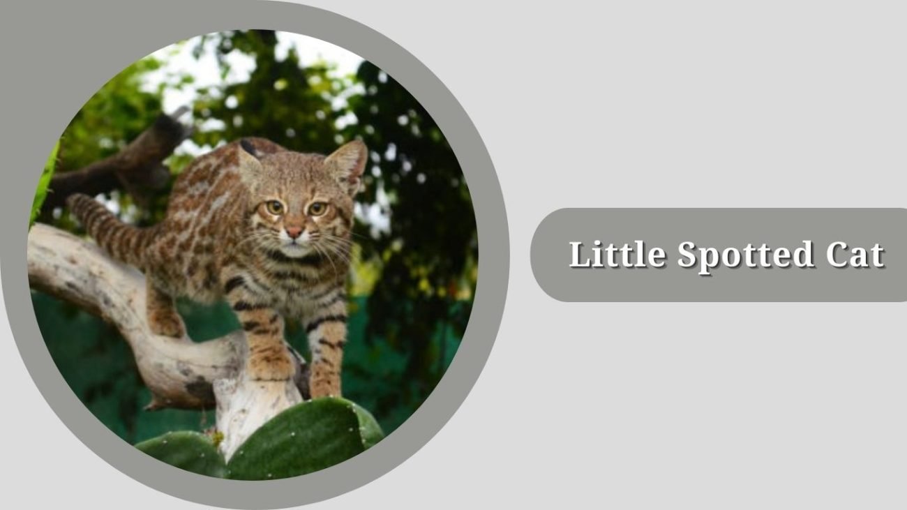 Little Spotted Cat
