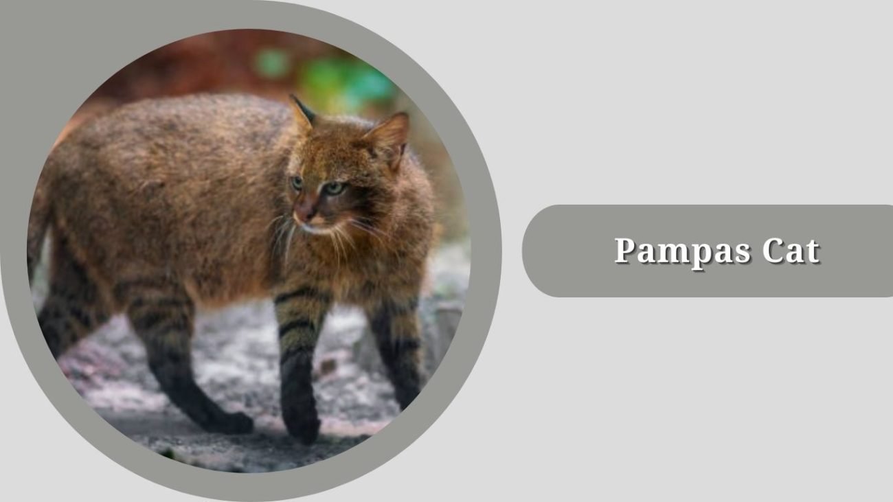 Pampas Cat