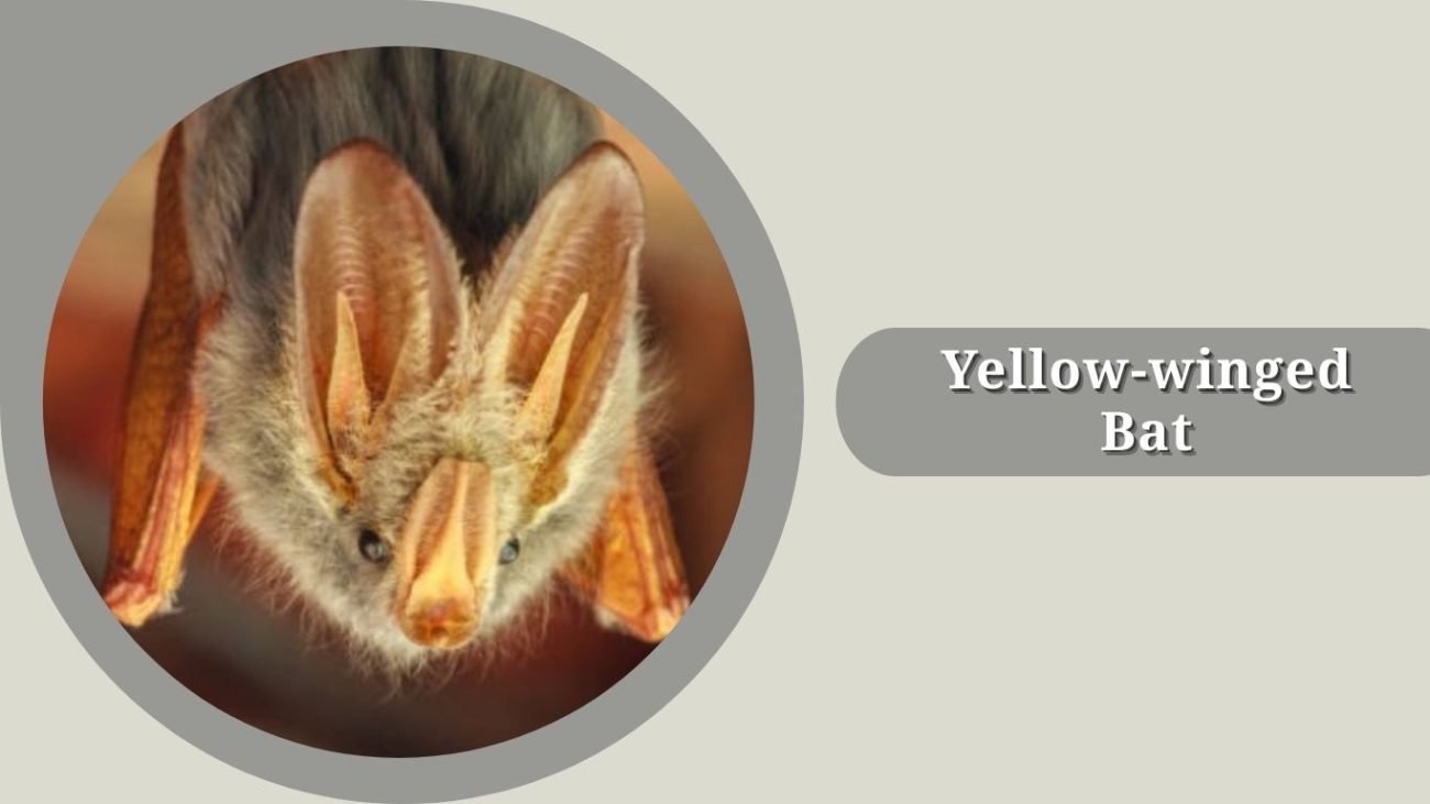 Yellow-winged Bat