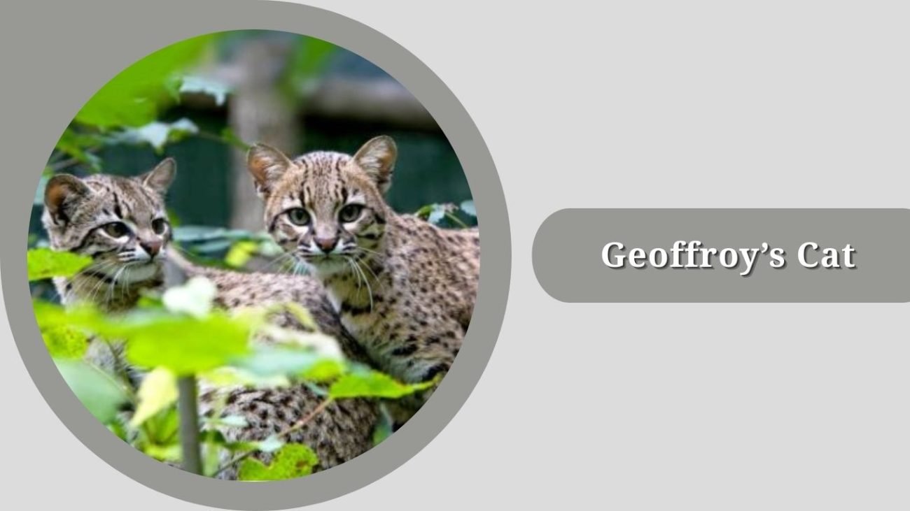 Geoffroy’s Cat