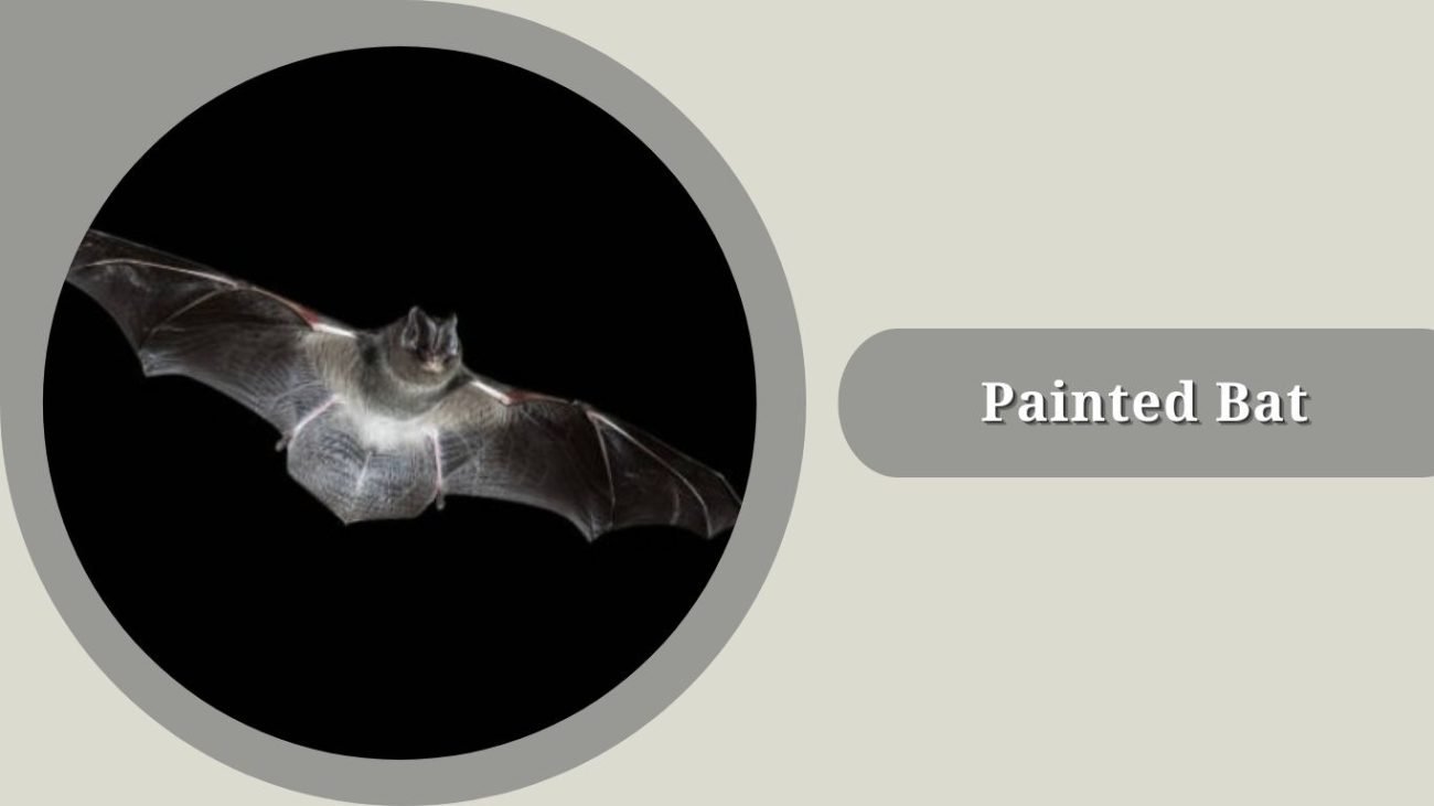 Painted Bat