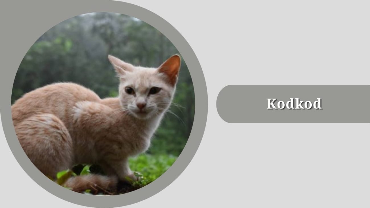 Kodkod 
