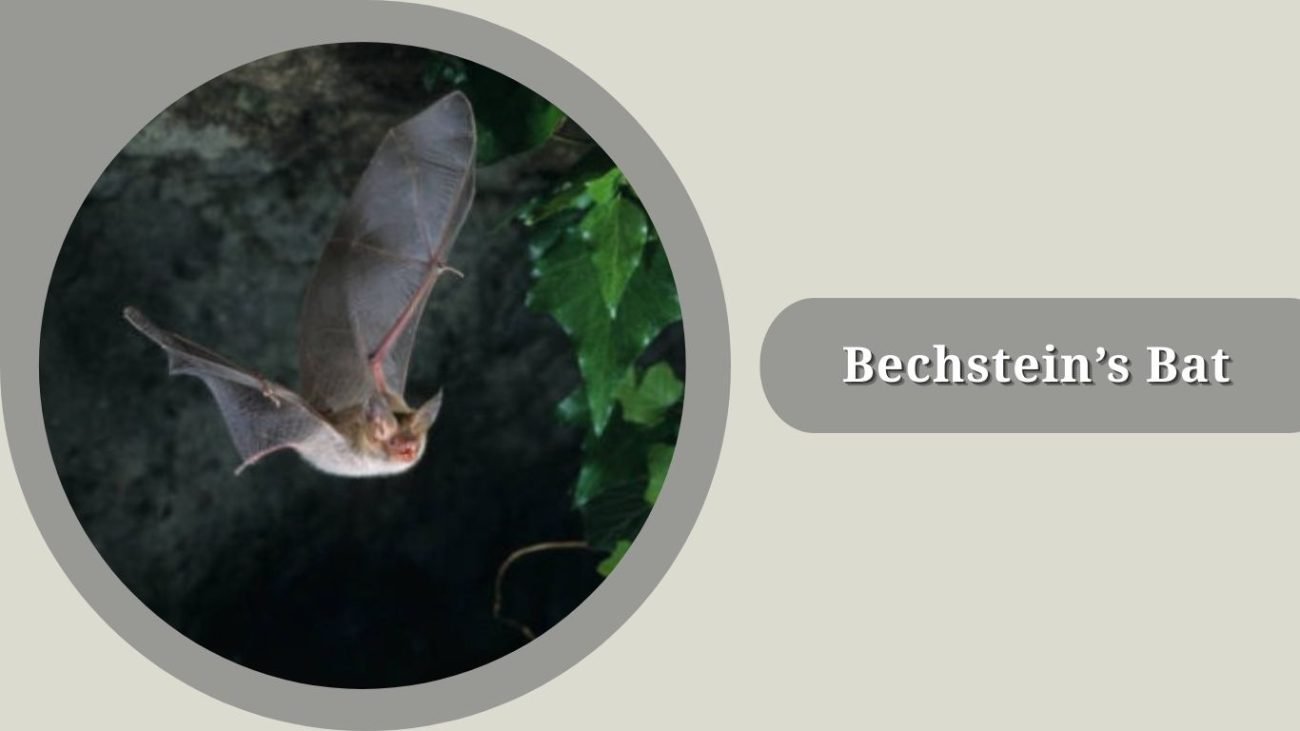 Bechstein’s Bat