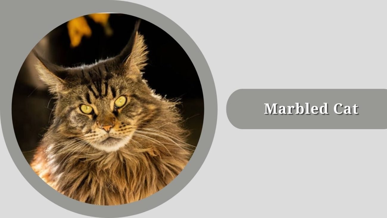 Marbled Cat