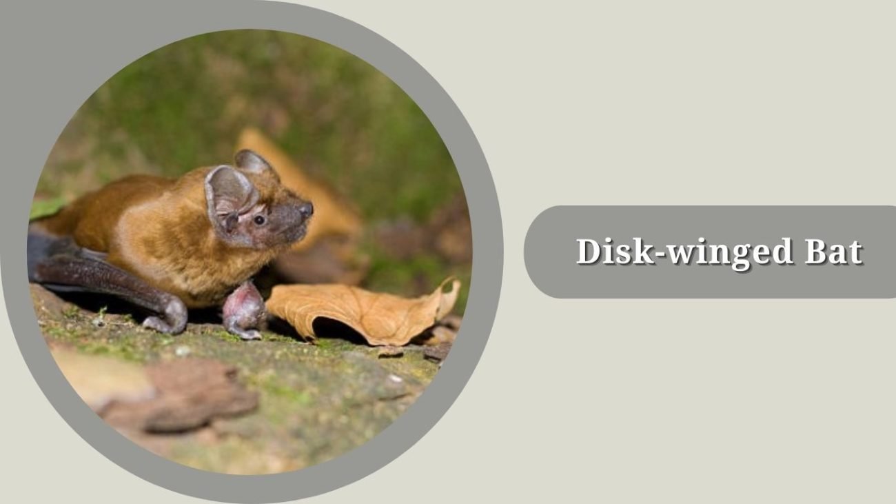 Disk-winged Bat 